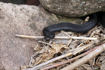 viper