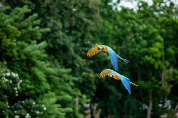 flying macaw,beautiful birds.