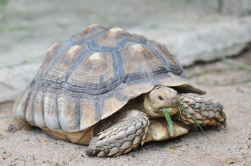 Giant turtles, dipsochelys gigantea in island Mauritius , Close up