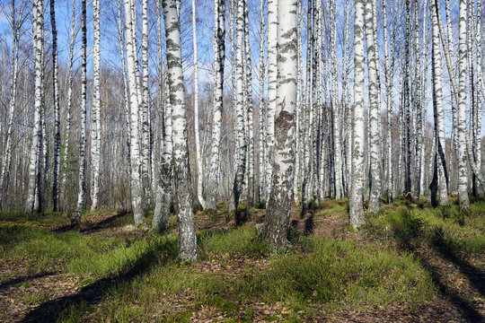 Fototapeta forest