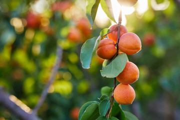 Branch of tree with ripe apricots