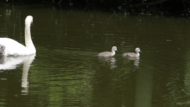 A pair of Mute swan signets with an adult with reflections in the water