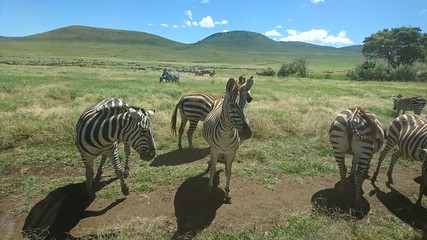 Fototapeta premium 興味津々のシマウマ達