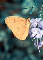 Closeup  beautiful butterfly  & flower in the garden.