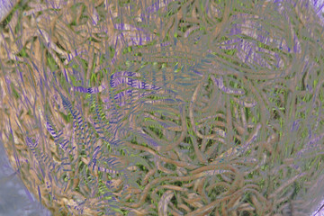 Green and violet abstact