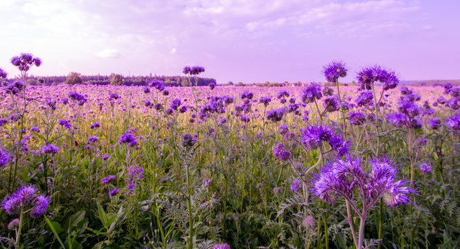 Fototapeta Phacelia Feld Blumenwiese Bienenwiese