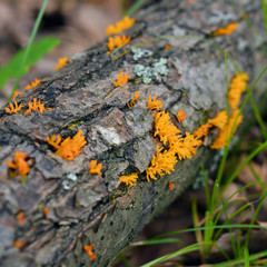 Calocera furcata fungus