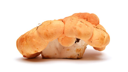 hydnum repandum mushroom