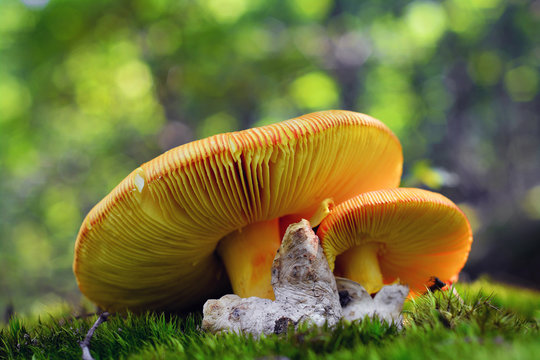 Amanita caesarea mushroom