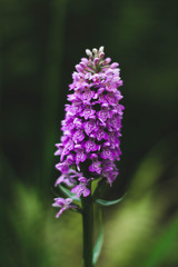 Obraz premium Orchid flower
