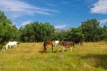Obraz na płótnie Canvas Horses and Mules in Mountain Pature Spanish Landscape