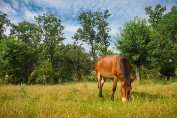 Fototapeta na wymiar Mule in beautiful Spanish Pasture