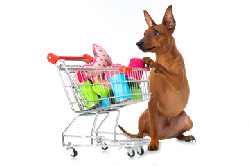Hund mit Einkaufswagen voller Hundezubehör