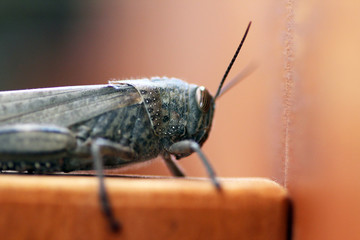 Una Cavalletta a riposo