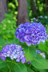 高源院のあじさい