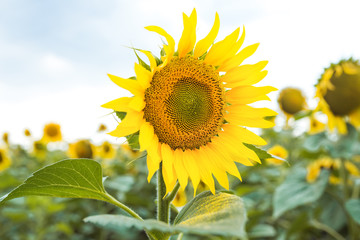 Naklejka premium flower of a sunflower in a field