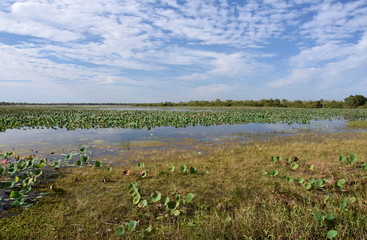 Waterlilies floating on the water. Mamukala Wetlands in dry season on a cloudy day. This place allows bird-watchers to see an astonishing variety of bird life and vegetation.