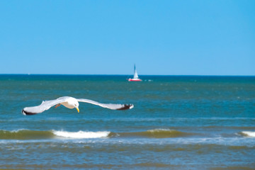Eine M&ouml;we vor dem Meer mit Segelboot im Hintergrund