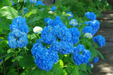 高源院のあじさい