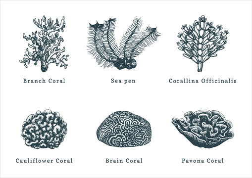 Vector illustrations of corals.Collection of drawn sea polyps on white background.