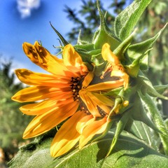 Sommerzeit Sonnenblumen