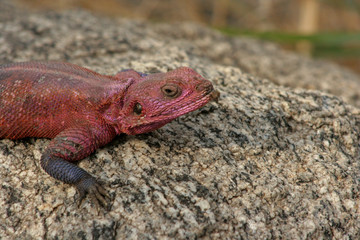Red Gecko on Rock
