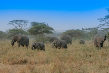 Elephants in Tanzania Herd