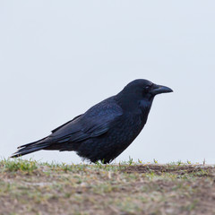 isolated carrion crow (corvus corone) standing on ground