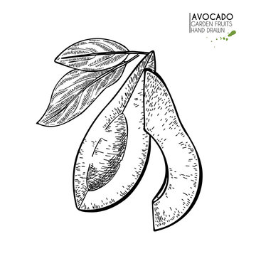 Hand drawn half and sliced avocado. Vector engraved illustration. Natural orgainc vegetable. Food healthy ingredient. For cooking, cosmetic package design, medicinal herb, treating, healt care.