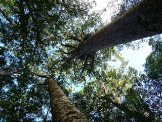 Kauri from the ground