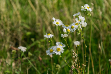 Chamomile in the background of green leaves and herbs