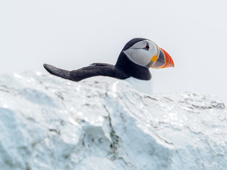 Puffin. Farne Islands. Northumberland