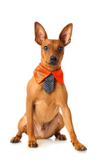 Zwergpinscher mit Krawatte isoliert auf weißem Grund