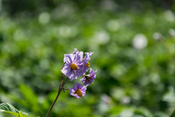 Fototapeta premium purple flowers, bloom potatoes