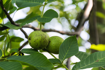 not ripe green nuts growing on a tree