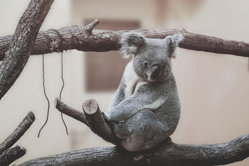 Fototapeta premium happy satisfied coala relaxing on tree, sitting and looking