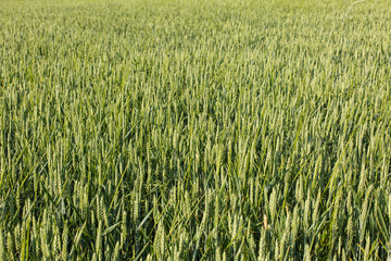 Green field of wheat in spring