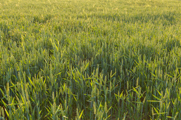 Green field of wheat in spring