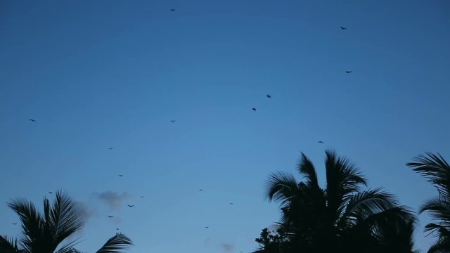 Bats flying in the night sky. Bat, Microchiroptera, Asian bat. Nocturnal animals, cheiroptera.