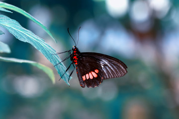 Closeup  beautiful butterfly  & flower in the garden.