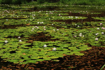 志賀高原　蓮池のヒツジグサ