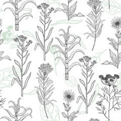 Vector background pattern with drawing wild plants, herbs and flowers, monochrome botanical illustration in vintage style, natural floral template.