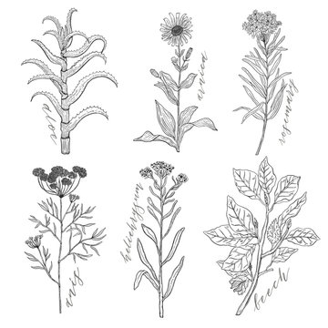 Vector background set with drawing wild plants, herbs and flowers, monochrome botanical illustration in vintage style, natural floral template.