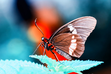 Closeup  beautiful butterfly  & flower in the garden.