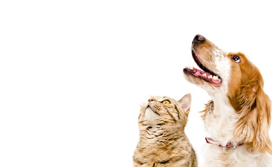 Porträt eines Hundes Russian Spaniel und Katze Scottish Straight isoliert auf weißem Hintergrund