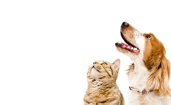 Portrait of a dog Russian Spaniel and cat Scottish Straight isolated on white background