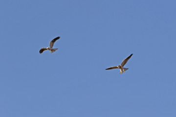 Bird of prey flying above California field