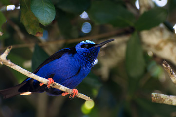 Striking blue hummingbird