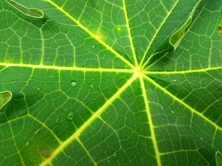 leaf of pappaya