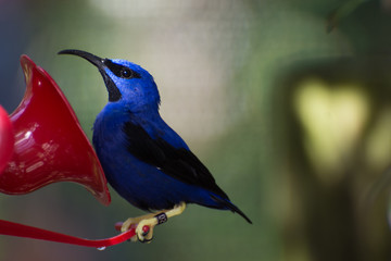 Hummingbird at feeder